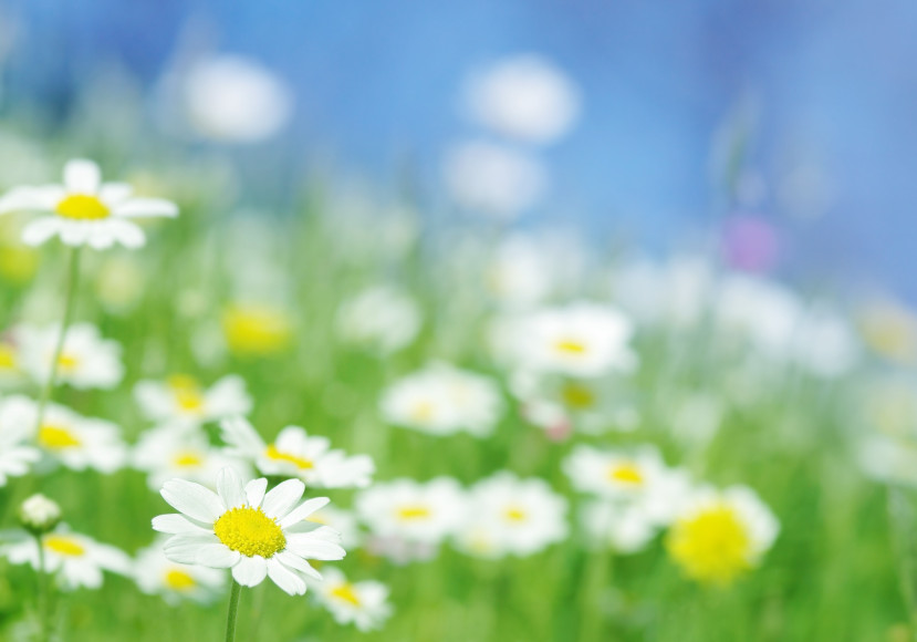 Field of white flowers