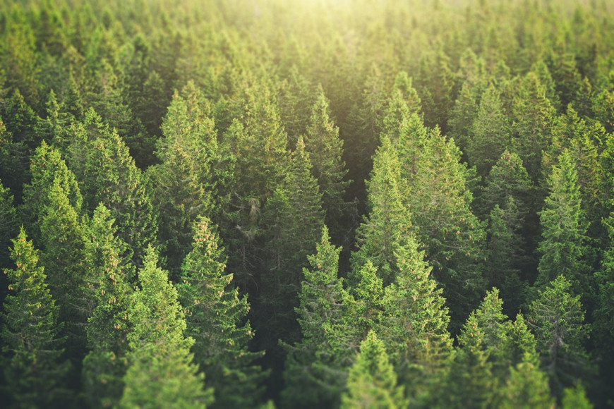 Sustainability & ESG Consulting