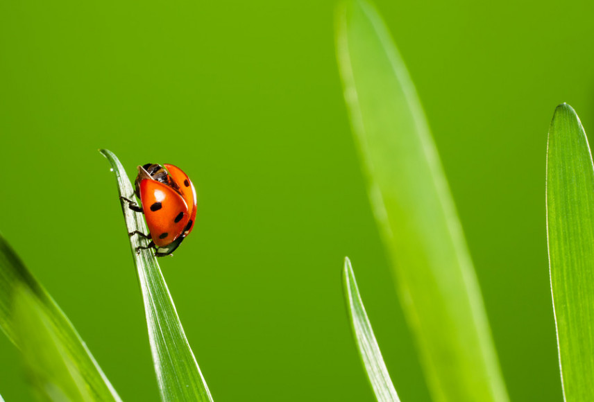 Ecology Services